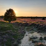 green grass field near body of water during sunset